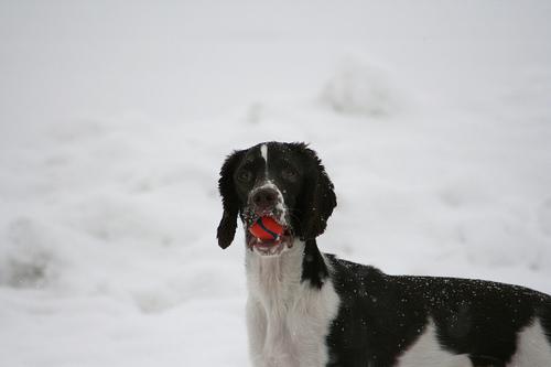 English Springer Spaniel photo 3