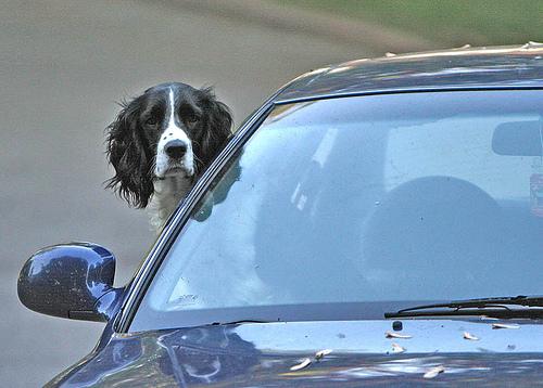 English Springer Spaniel photo 4