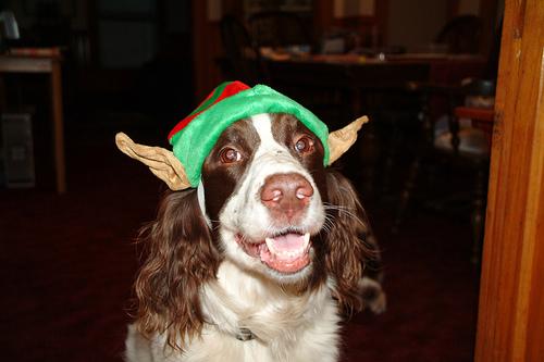 English Springer Spaniel
