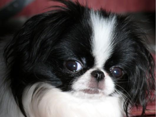 English Toy Spaniel photo 2