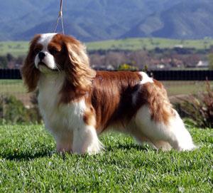 English Toy Spaniel photo 3
