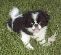 English Toy Spaniel photo 4