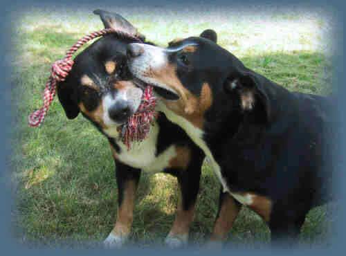 Entlebucher Mountain Dog photo 2