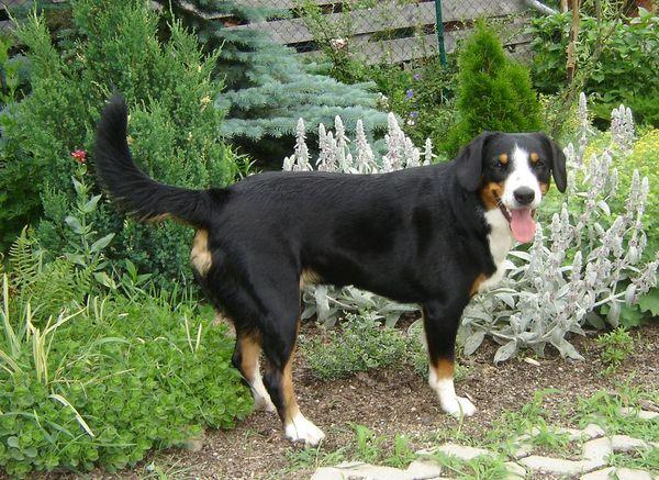 Entlebucher Mountain Dog photo 3
