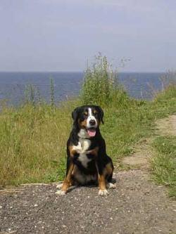 Entlebucher Mountain Dog