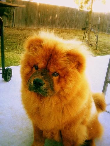 Eurasier photo 2