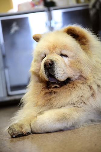 Eurasier photo 3