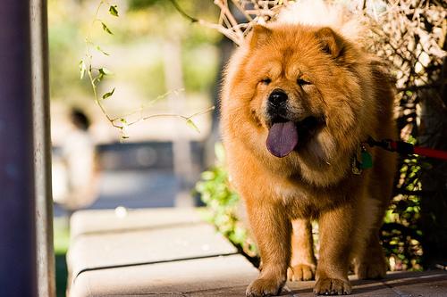 Eurasier photo 4