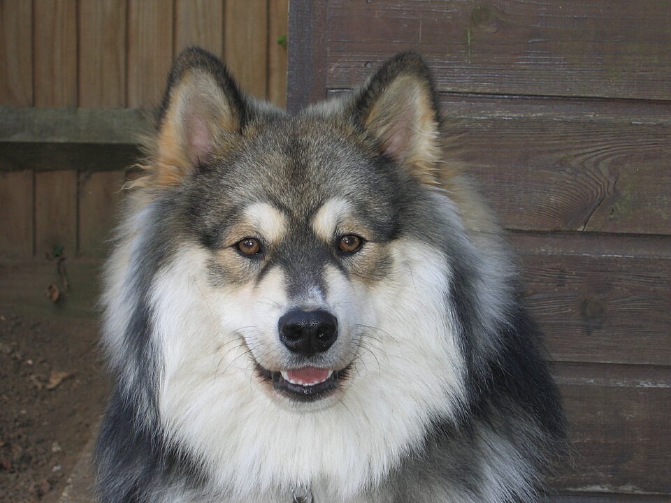 Finnish Lapphund photo 2