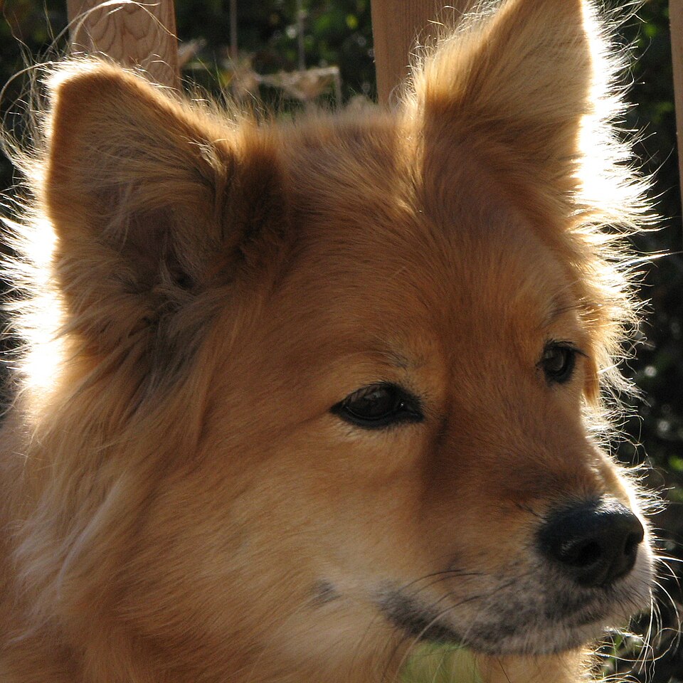 Finnish Spitz photo 2