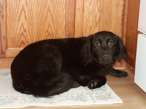 Flat-Coated Retriever photo 2