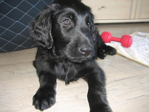 Flat-Coated Retriever photo 3