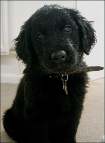 Flat-Coated Retriever photo 4