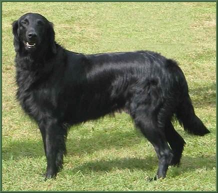 Flat-Coated Retriever
