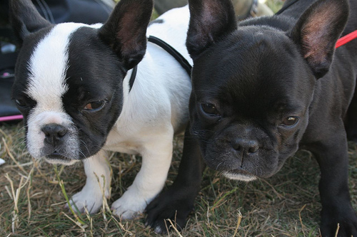 French Bulldog photo 2