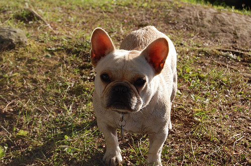 French Bulldog photo 3