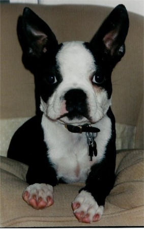 French Bulldog photo 4