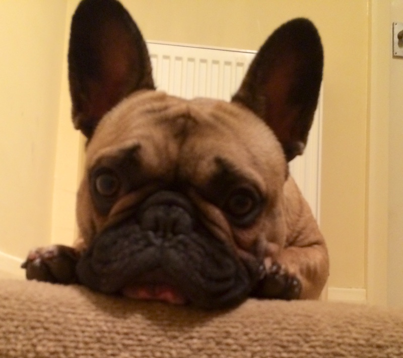 French Bulldog