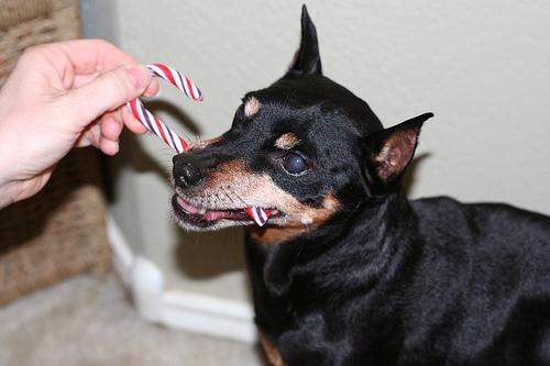 German Pinscher photo 2