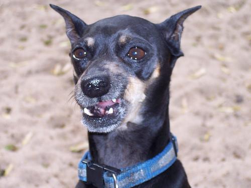 German Pinscher photo 3