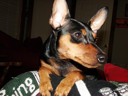 German Pinscher photo 4