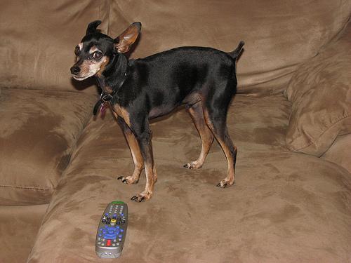German Pinscher