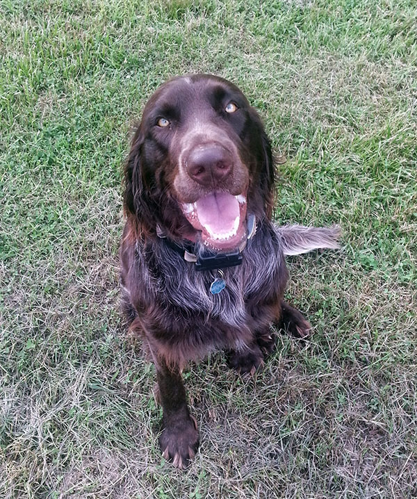 German Shorthaired Pointer photo 3