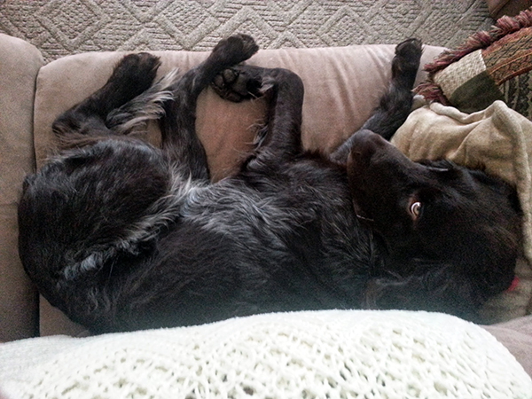 German Shorthaired Pointer photo 4