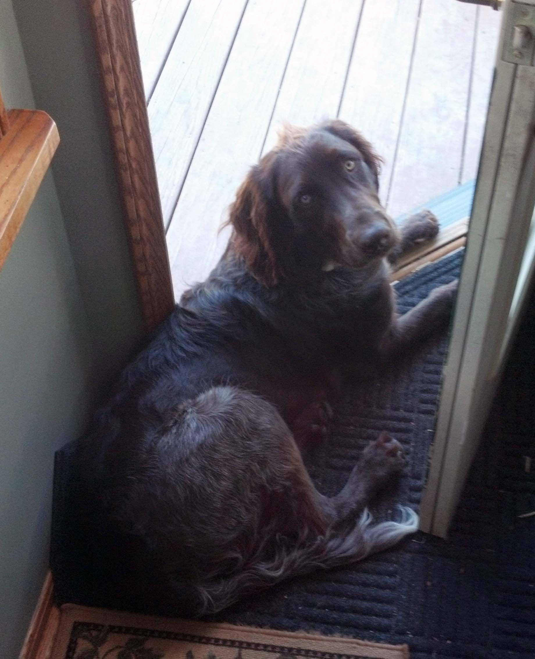 German Shorthaired Pointer