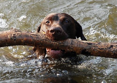 German Wirehaired Pointer photo 2
