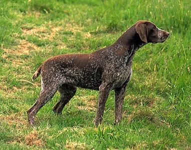 German Wirehaired Pointer photo 3