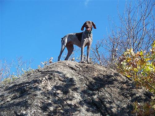 German Wirehaired Pointer photo 4