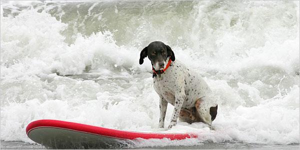 German Wirehaired Pointer