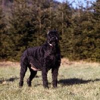Giant Schnauzer photo 2