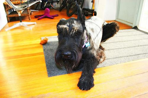 Giant Schnauzer photo 3