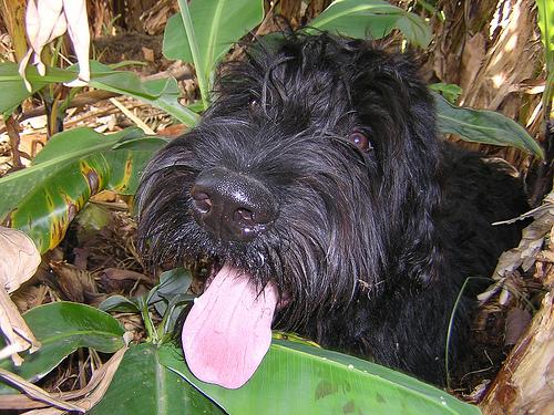 Giant Schnauzer photo 4