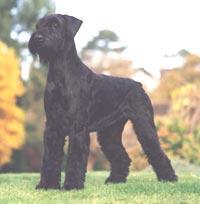 Giant Schnauzer