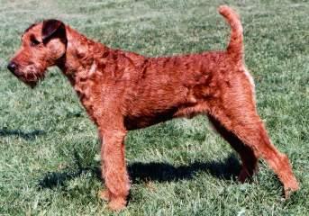 Glen of Imaal Terrier photo 2