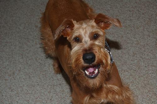 Glen of Imaal Terrier photo 3
