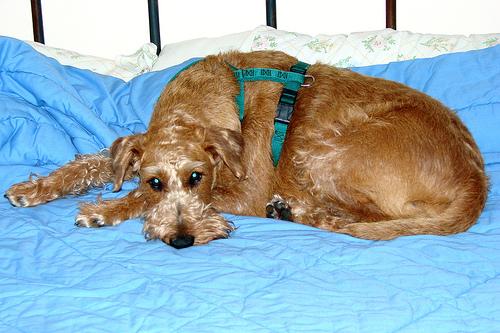Glen of Imaal Terrier photo 4