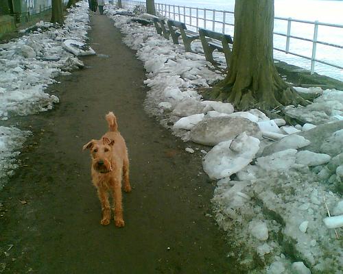 Glen of Imaal Terrier