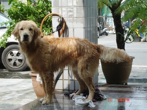 Golden Retriever photo 2