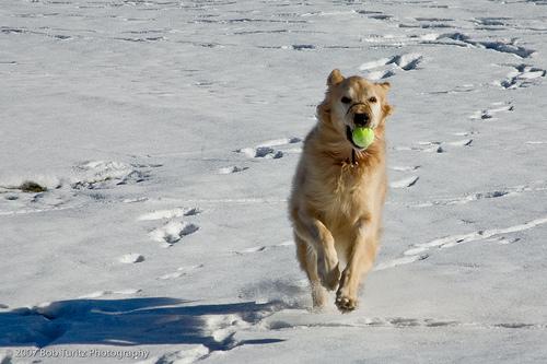 Golden Retriever photo 3