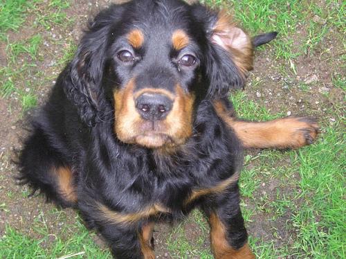 Gordon Setter photo 2