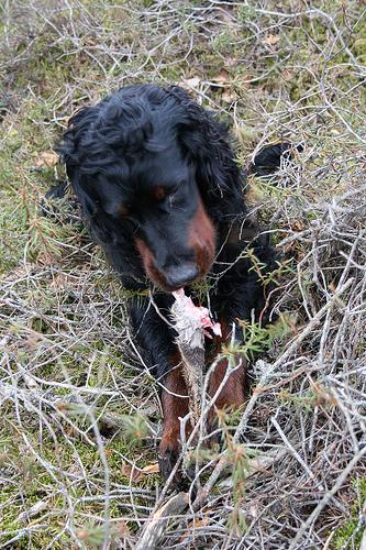 Gordon Setter photo 3