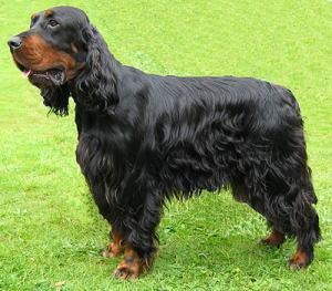 Gordon Setter photo 4