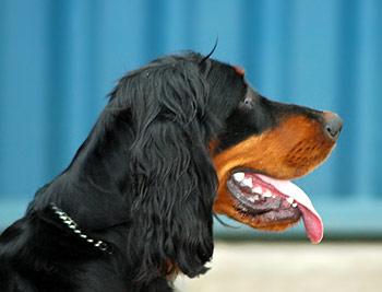 Gordon Setter