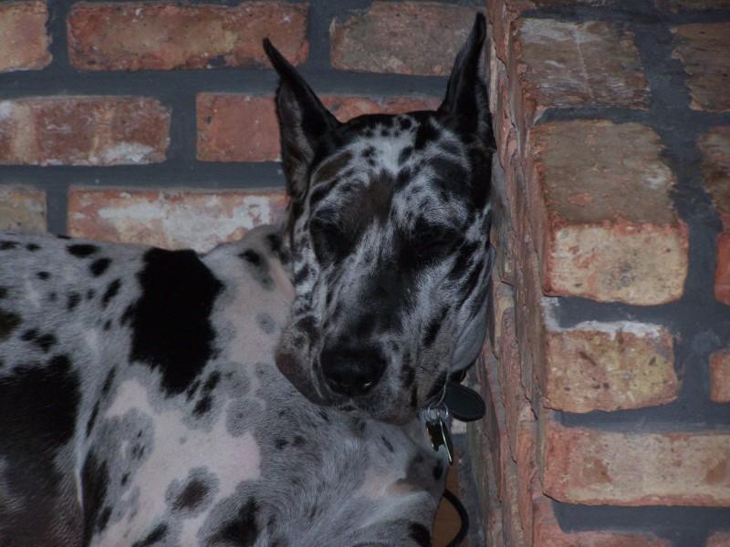 Great Dane photo 2
