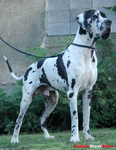 Great Dane photo 3