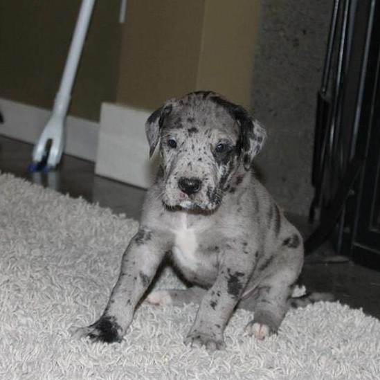 Great Dane